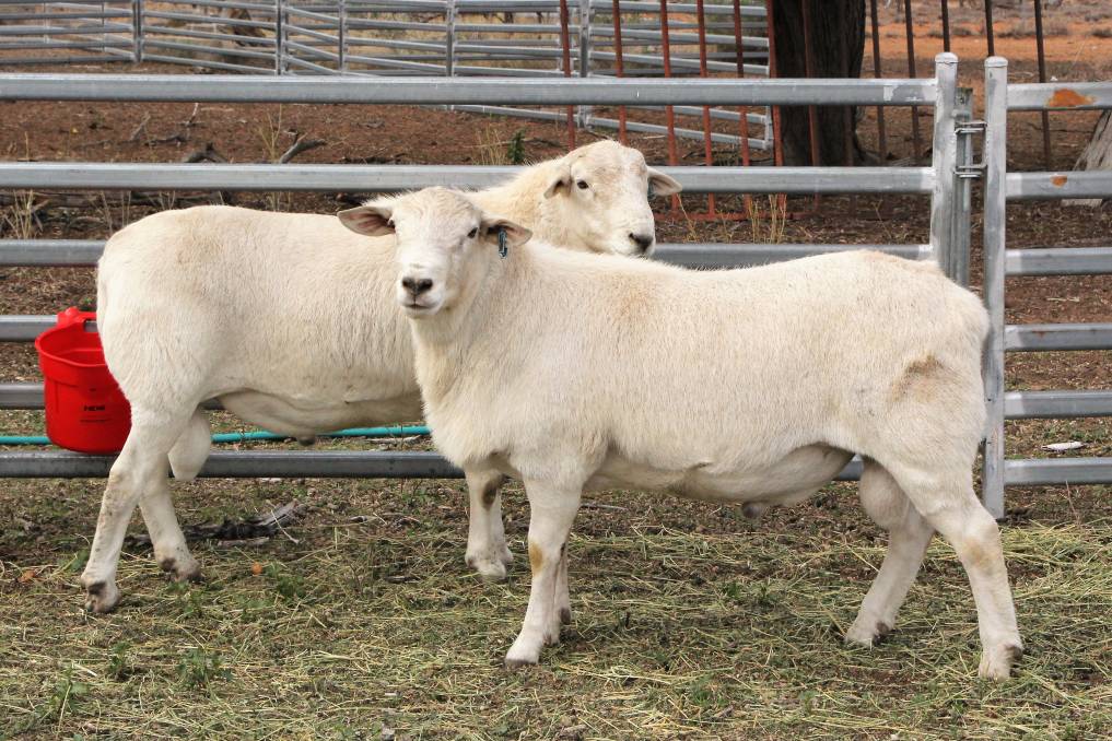 Australian White Sheep Exports