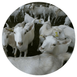 dairy goat exports