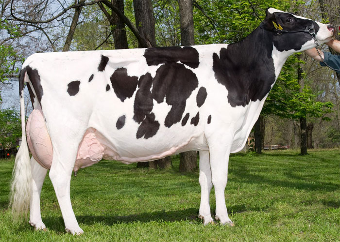 Holstein Friesian Best dairy cattle in the world