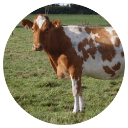 guernsey-cattle exports
