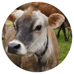 jersey-cattle exports