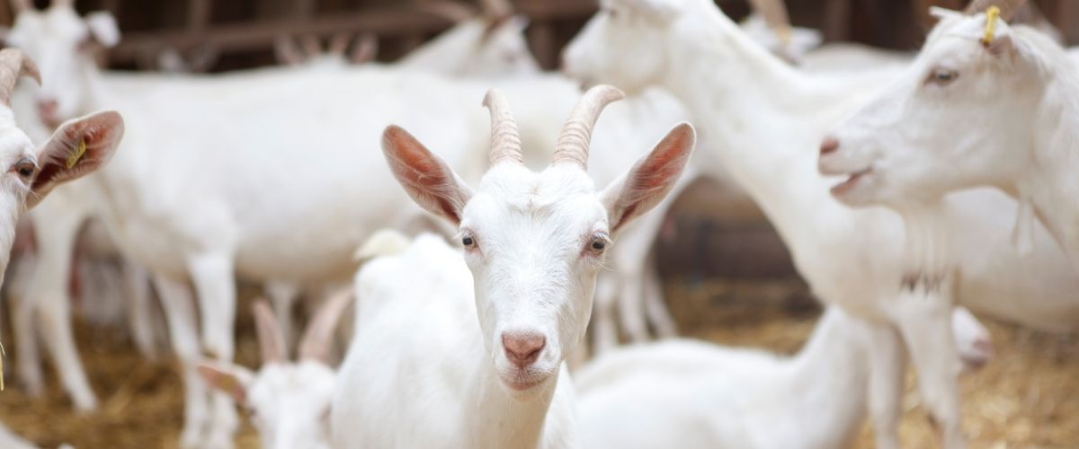 import-goats-japan
