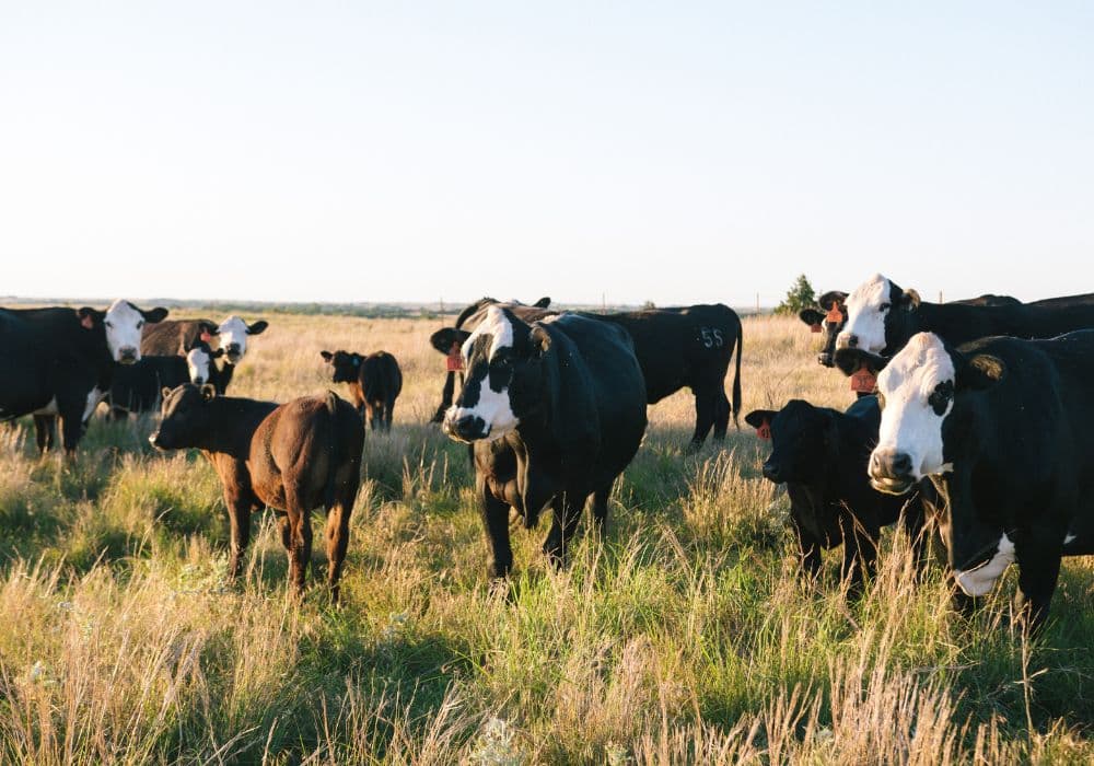 Australian dairy cattle statistics