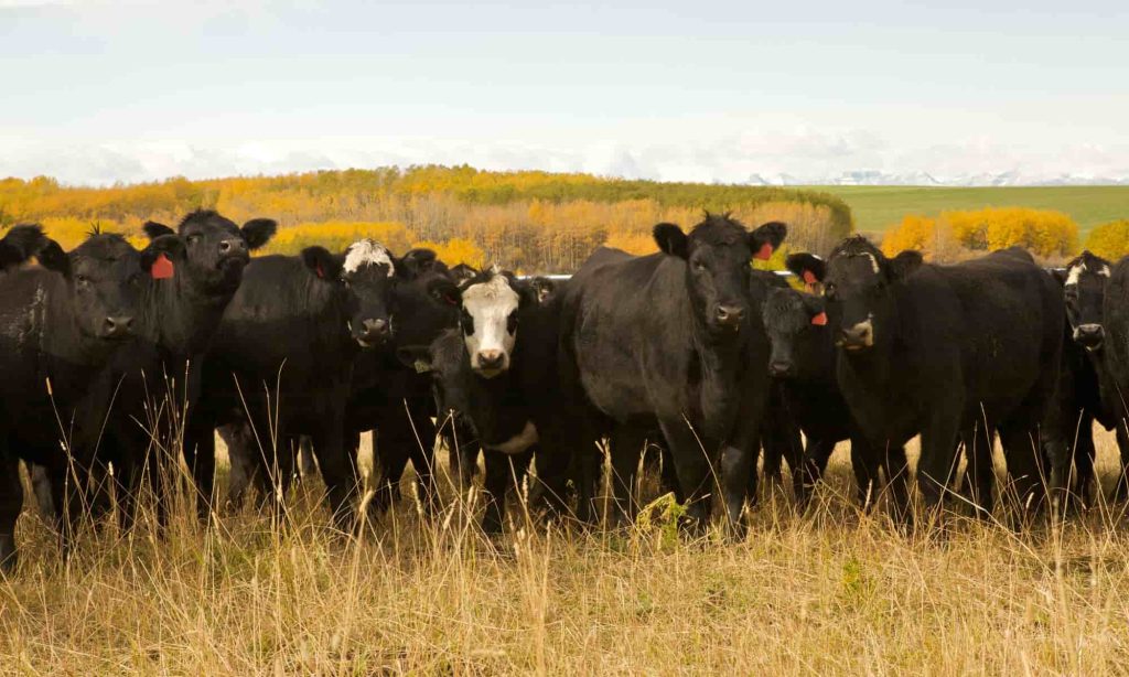 black angus cattle