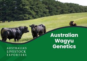 Australian Wagyu genetics