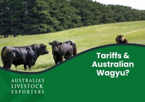 Tariffs & Australian Wagyu Genetics