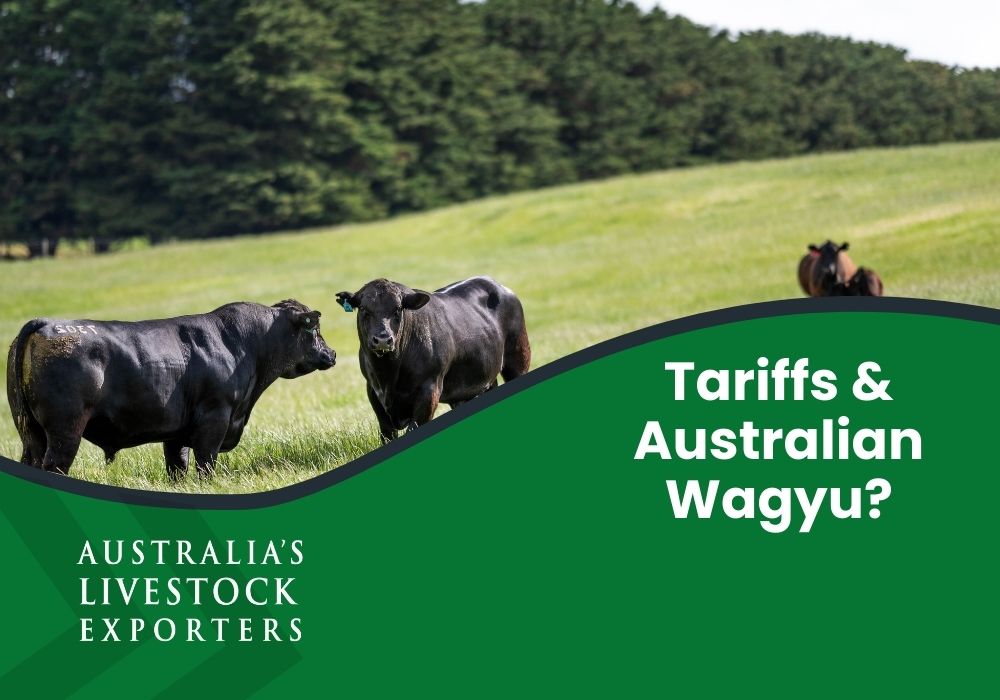 Tariffs & Australian Wagyu Genetics