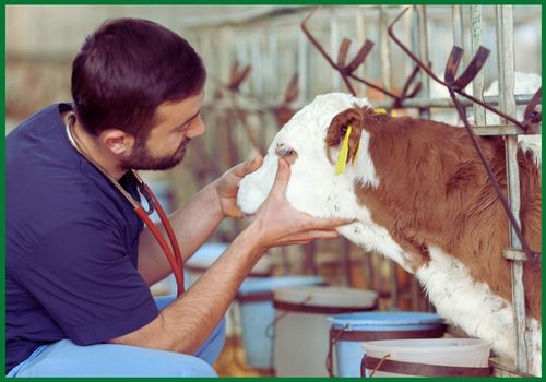 Administration-Quarantine-cattle