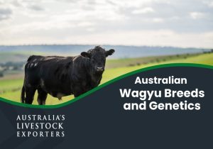 Australian Wagyu breeds and genetics