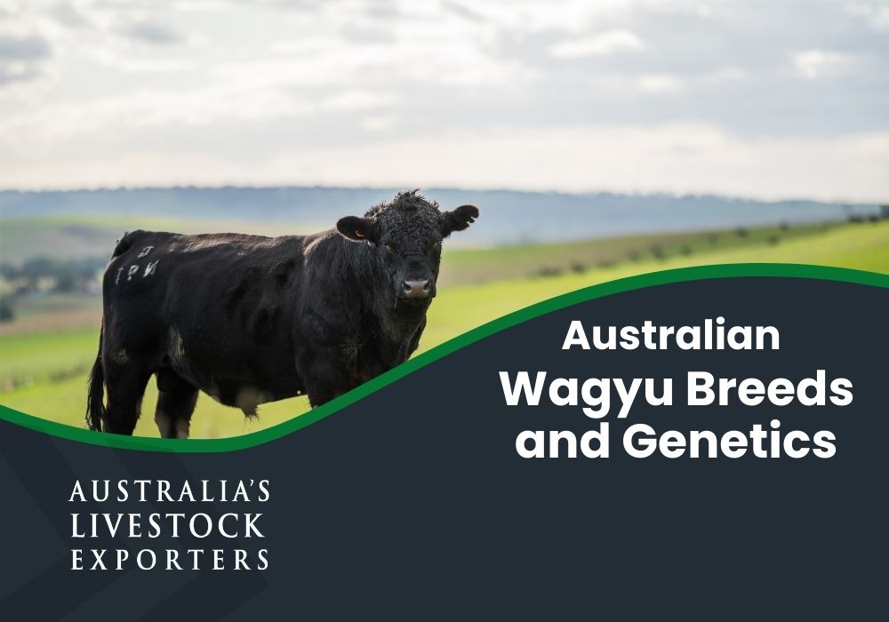Australian Wagyu breeds and genetics