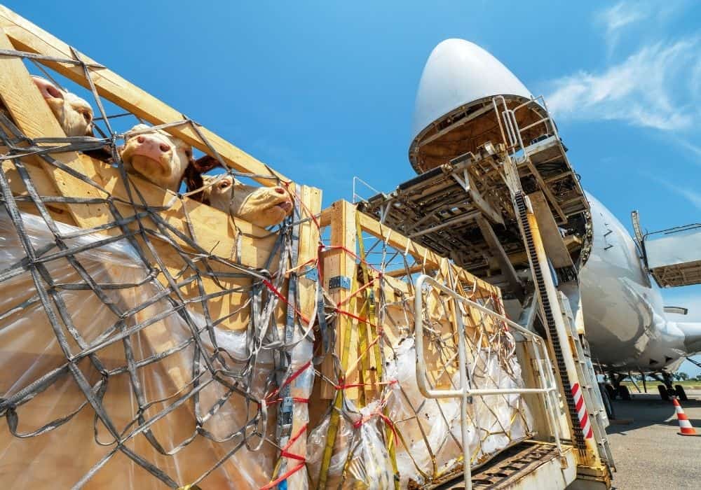 Australian cattle being prepared for export transport