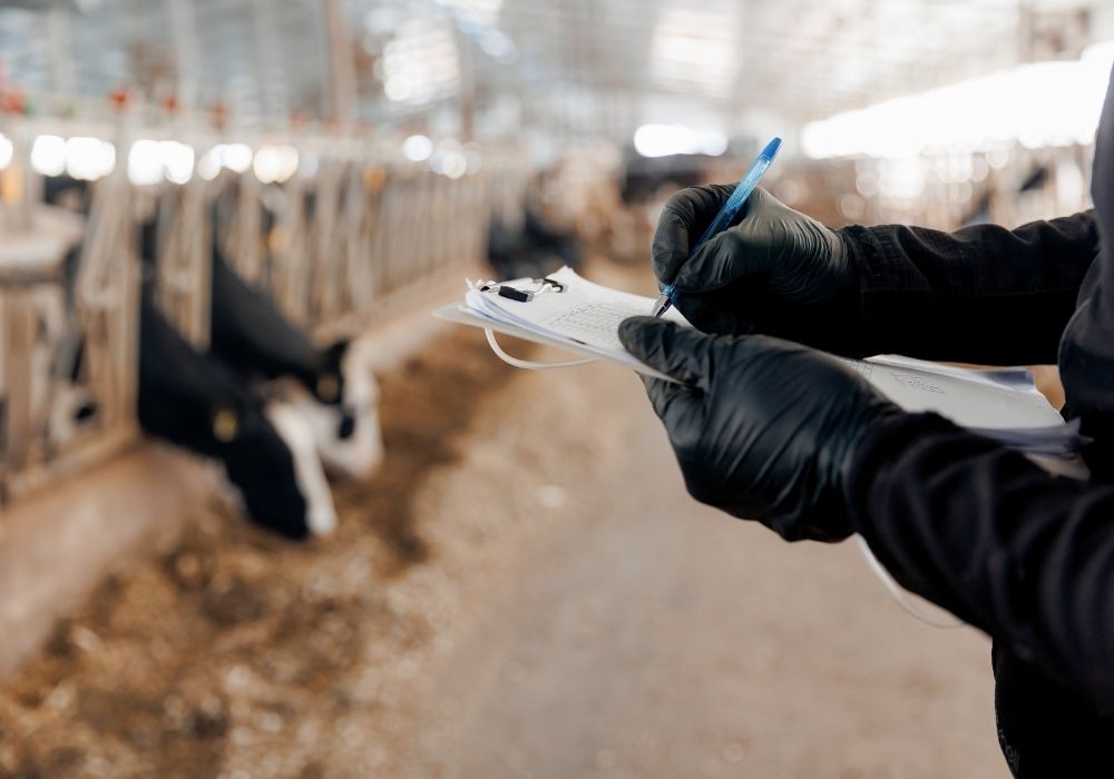 Veterinary inspection of Wagyu cattle prior to export