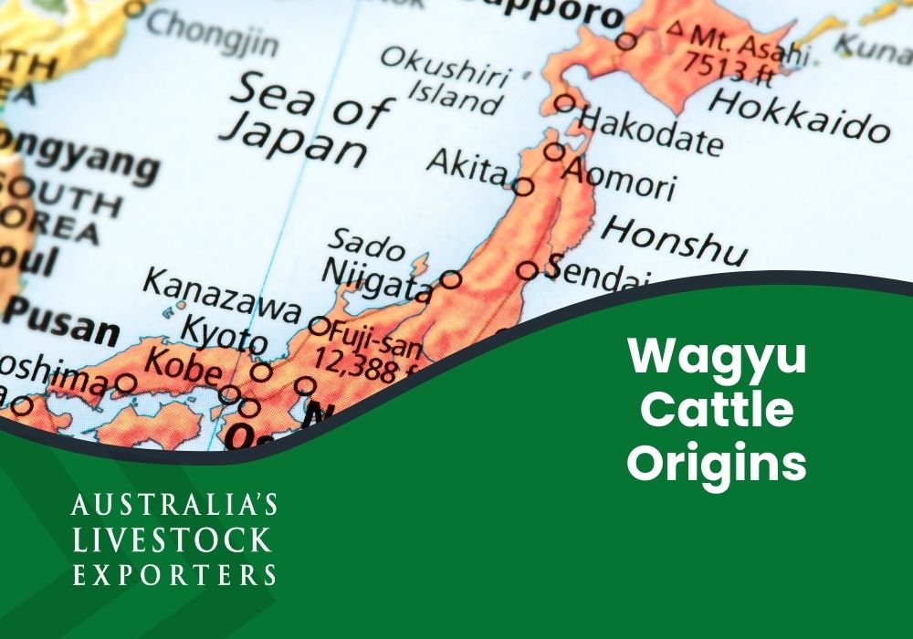 Wagyu Cattle Origins
