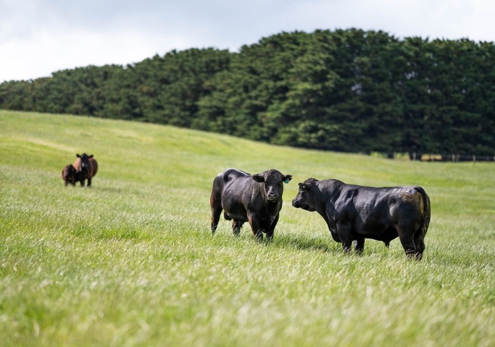 Wagyu cattle in Australia