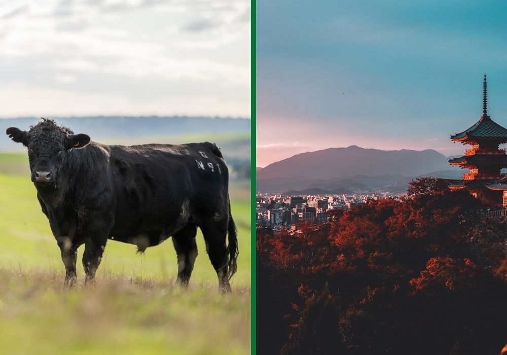 Where Wagyu cattle come from