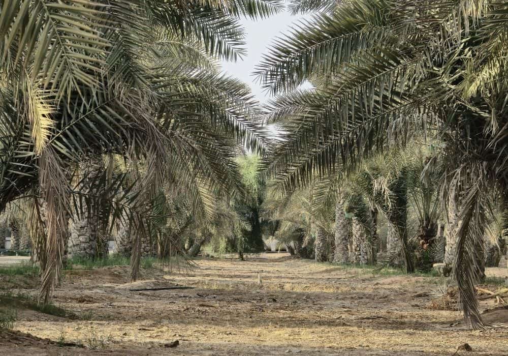 middle east dubai farm land