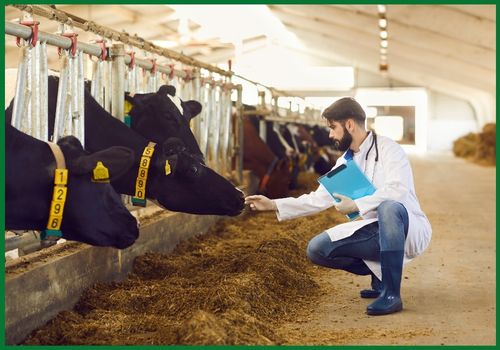 A2 livestock testing for dairy cattle as part of livestock export services