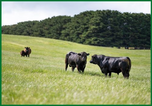 Australian Wagyu cattle bred for export markets and premium beef production