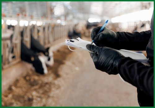 Veterinary inspection of Wagyu cattle prior to export to the UAE