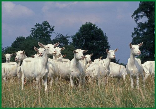 Australian Dairy Goat exports