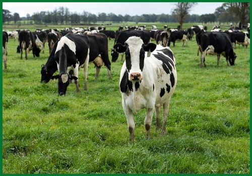 Australian Holstein Friesian dairy cattle grazing on pasture, bred for high milk production