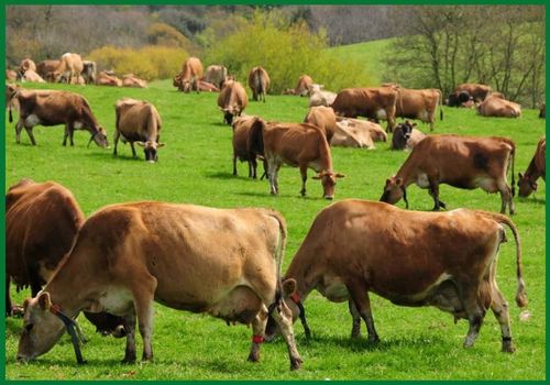 Jersey Cow Heifers for Export