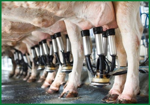 Jersey cattle dairy milk production in dairy