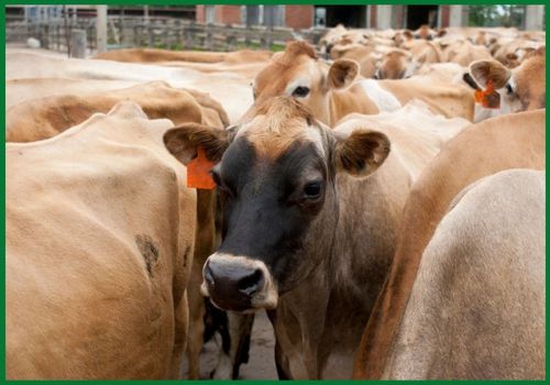 US Jersey Cattle Exports to China