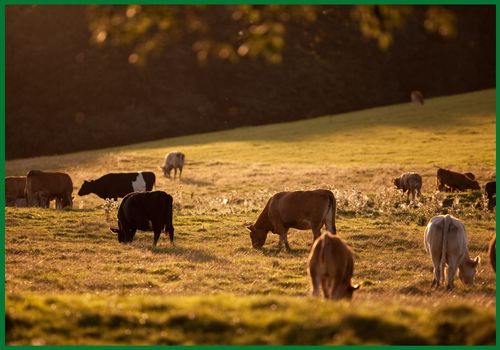 Australian cattle bred for performance in hot and arid conditions