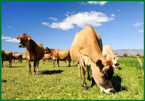 Australian jersey cattle for export