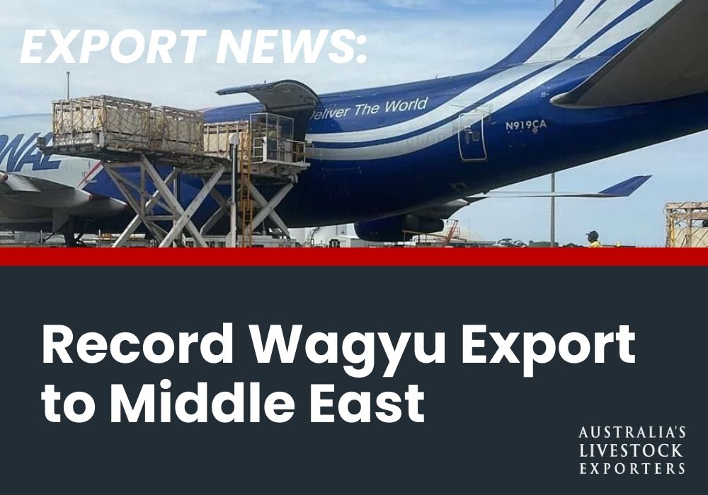 Cattle Exports to Doha