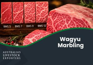 Wagyu Marbling Score