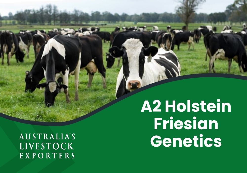 A2 Holstein Friesian genetics