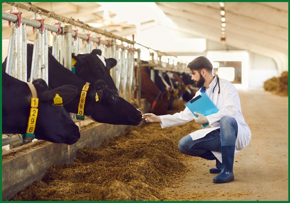 Veterinarian health-testing Australian dairy cattle as part of livestock export services to Indonesia