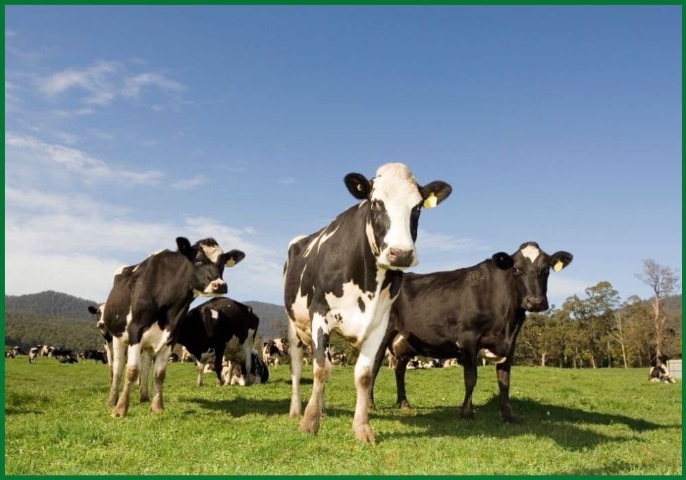 Holstein Friesian dairy cattle herd in Australia for export to Indonesia