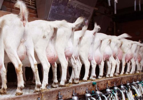 Kambing Saanen perah Australia di tempat pemerahan – Australian dairy goats being milked