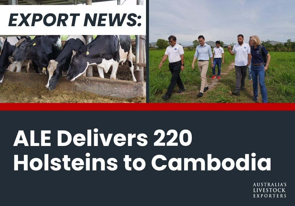 ALE Delivers 220 Holsteins to Cambodia
