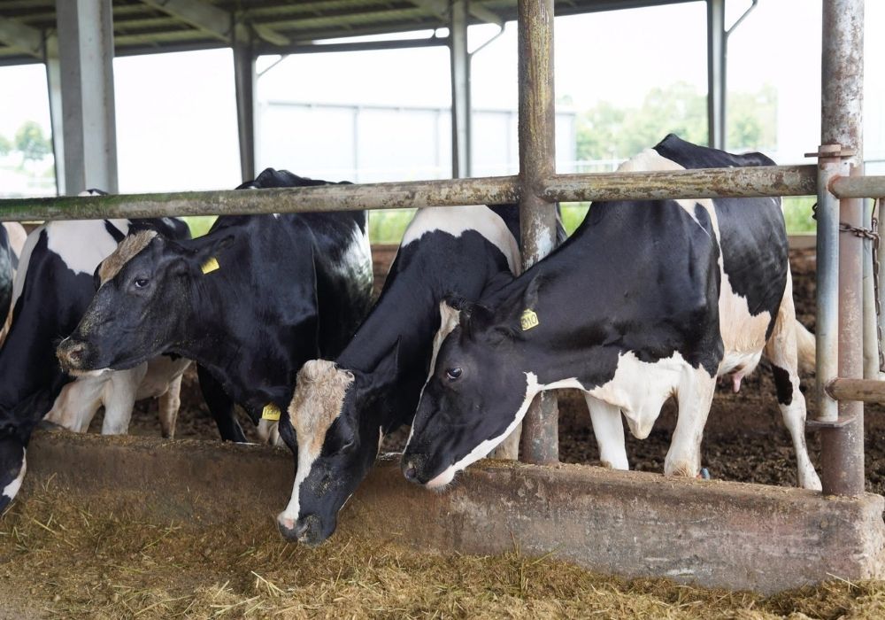 Australian Holstein Friesian dairy cattle at the feed bunk at Kirisu Farm, Cambodia