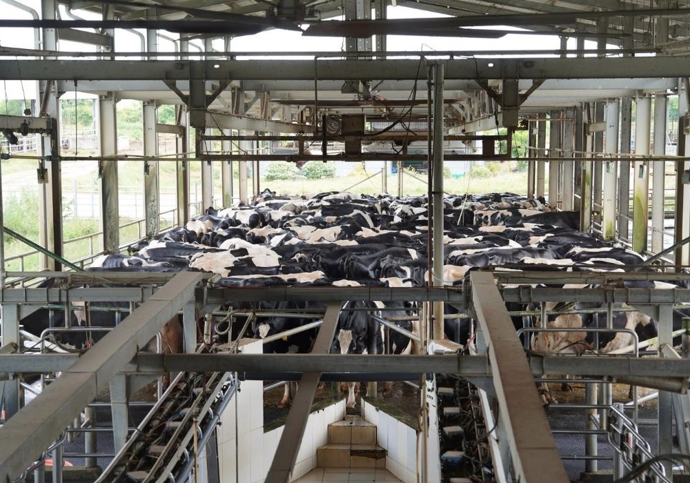 Australian Holstein dairy cattle entering the rotary milking shed at Cambodia's largest commercial dairy